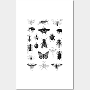 Insect Study on White INS950 Posters and Art